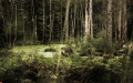 Screenshot of The Mysterious Forest Screensaver 1.0