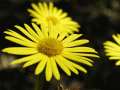 Screenshot of Free Extraordinary Flowers Screensaver 1.0
