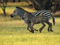 Screenshot of Zebras Free Screensaver 1.0.1