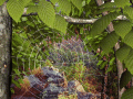 Screenshot of Forest Life 3D Screensaver 1.61