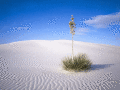 Screenshot of Hot Deserts Free Screensaver 2.0