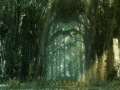 Screenshot of Screensaver Maker: Forest 1.0.0