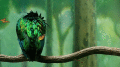 Green Bird Screensaver