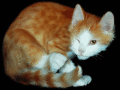 Screenshot of Lovely Cats screensaver 1.3