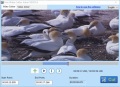 Screenshot of Free Video Cutter Joiner 2022