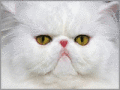 Screenshot of JoyLax cat Screensaver 1.0