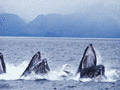 Watch the tricks of the whales!