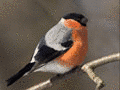 Screenshot of Free Unique Birds Screensaver 1.0