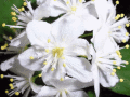 Screenshot of Flowers Garden Screensaver 3.0