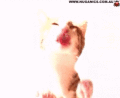 Screenshot of Cat Licking Screen Cleaner Screen Saver 2.0
