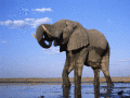 Screenshot of Elephants Free Screensaver 1.0.1