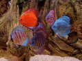 See aquarium fishes on desktop.