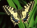 See splendid butterflies on desktop.