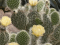 Screenshot of Flowering Cacti Screensaver 1.0