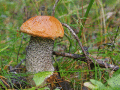 Screenshot of Free Mushrooms Screensaver 1.0