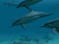 Deep-sea dolphins: 3D ocean screensaver