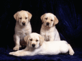 Screenshot of Pretty Puppies Free Screensaver 1.0.1