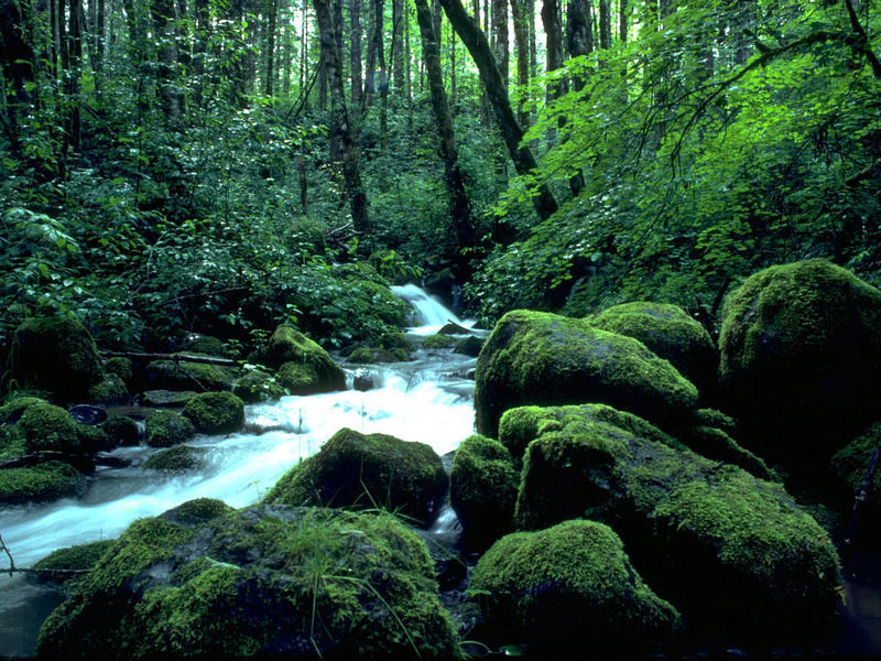 Forest Creeks Free Screensaver Forest Creeks Free Screensaver