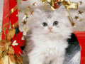 Screenshot of Pretty Kittens Free Screensaver 1.0.1