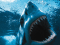 Screenshot of Dreadful Sharks Free Screensaver 1.01