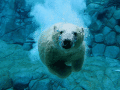Screenshot of Polar Wildlife Free Screensaver 1.0.1