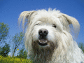 Screenshot of Winsome Dogs Free Screensaver 1.0.1