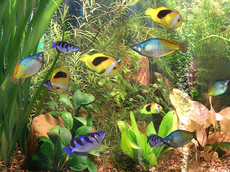 Animated Wallpaper Aquarium. Watch amazing 3D aquarium on