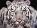 See wild tigers on desktop of your computer.