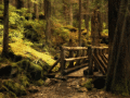 Animated view of a forest on your desktop