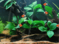 Screenshot of Gold Fish Animated Wallpaper 1.0.0