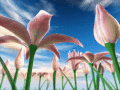 Download flowers screensaver now and relax.