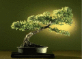 Screenshot of Bonsai Gallery Screensaver Collection 2.0