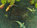 Screenshot of Koi Fish 3D Screensaver 1.1