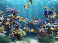 Set a virtual aquarium as your screensaver.
