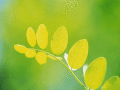 Screenshot of Green Foliage Free Screensaver 1.0.1