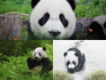 Screenshot of Cute Panda Animated Wallpaper 1.0