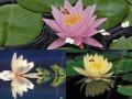 Screenshot of Water Lily Screensaver 1.0