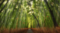 Beautiful Bamboo Forest Screensaver