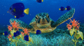 Coral Reef Aquarium Screensaver