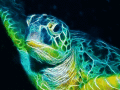 Screenshot of Sea Turtle Screensaver 1.0