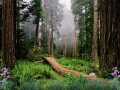 Screenshot of Morning In The Forest Screensaver 1.0