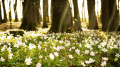 Screenshot of Flower Dawn Screensaver 1.0