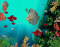 Coral Reef Aquarium 3D Animated Wallpaper