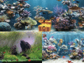 Screenshot of Clear Aquarium Animated Wallpaper 1.0