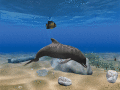 View a graceful dolphin on your desktop.
