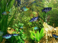Screenshot of Fish Aqua 3D Screensaver 1.51.3