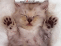 Screenshot of Adorable Cats Screensaver Cat Screensaver 1.1