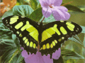 Screenshot of 7art Butterfly Paradise ScreenSaver 1.2