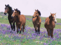 Screenshot of 7art Graceful Horses ScreenSaver 1.5