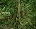 Screenshot of 7art Glorious Trees ScreenSaver 1.5